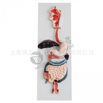 bou-xc315消化系统模型    这是一款消化系统的立体模型,实物大小.